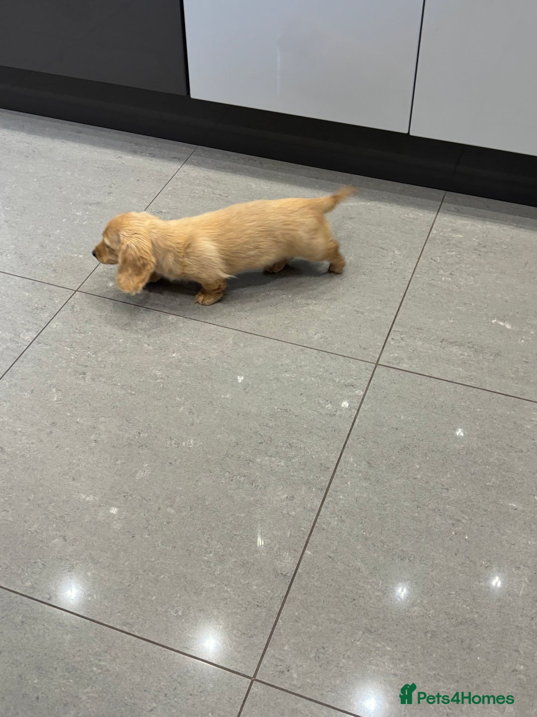 Miniature Dachshund dogs for sale: English Cream Mini Long Haired Dachshund  - Image 6