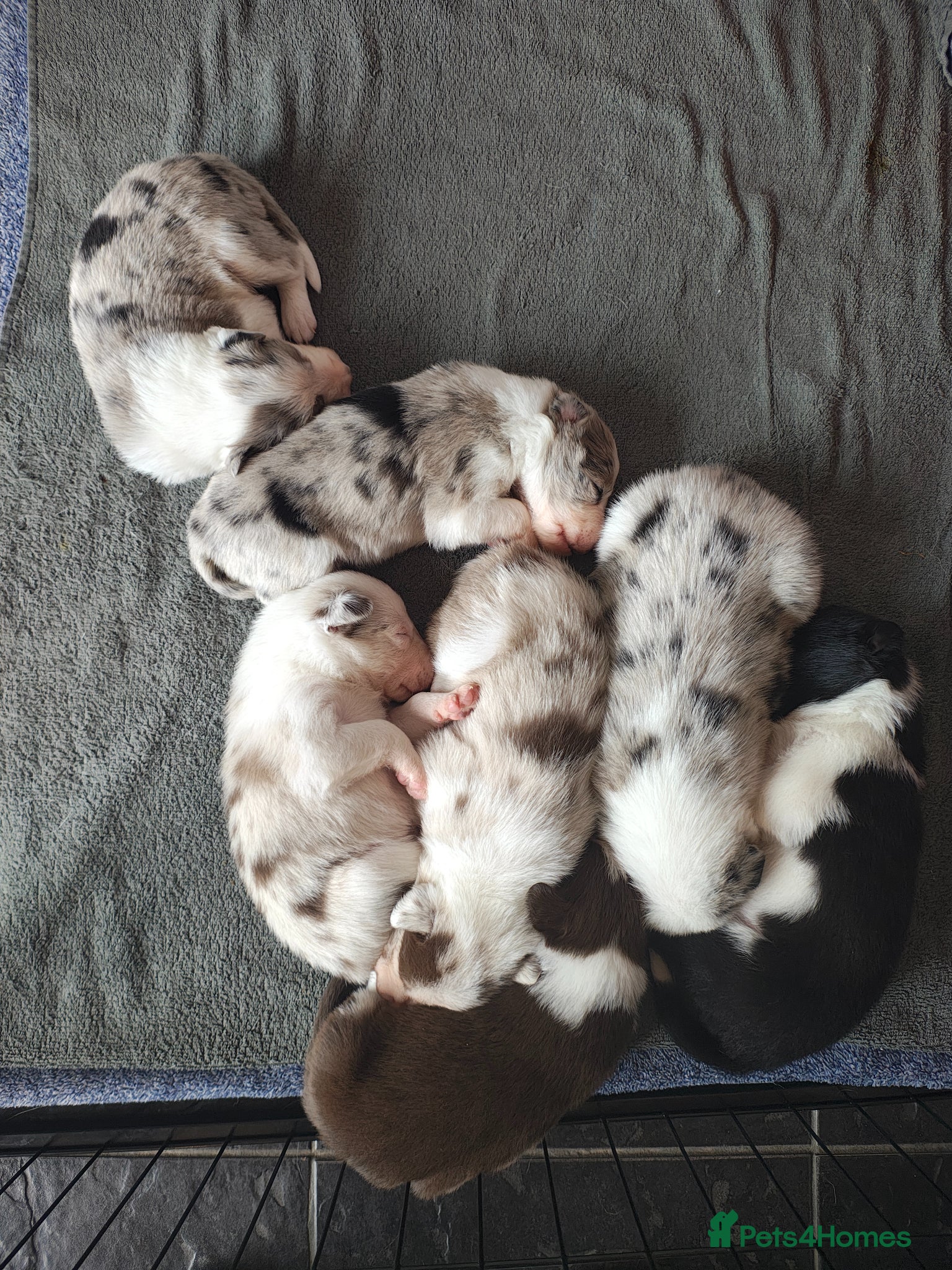 Border Collie dogs Border collie puppies - Advert 20
