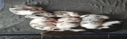 Border Collie dogs for sale: Border collie puppies - Advert 6