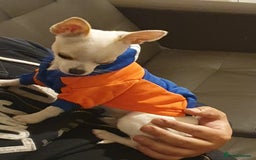 Chihuahua dogs for stud: Friendly Chihuahua for stud dog - Image 3