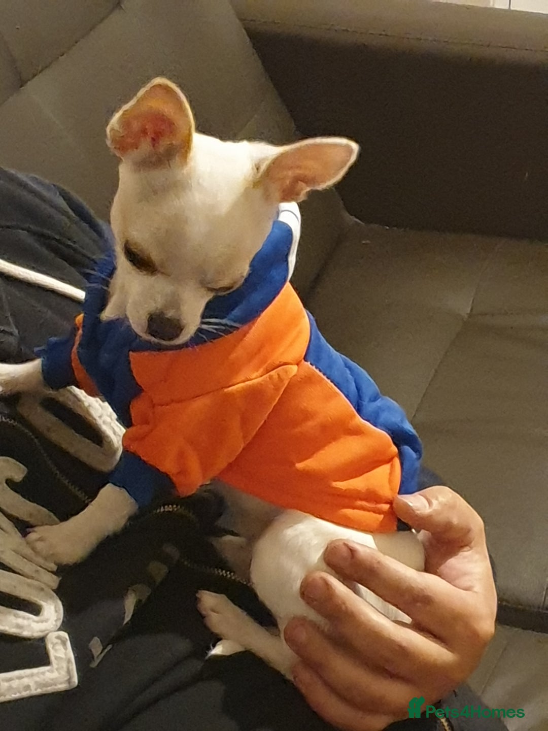Chihuahua dogs for stud: Friendly Chihuahua for stud dog - Image 3