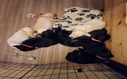 Labrador Retriever dogs for sale: Superb litter for working/competition/pet - Image 13