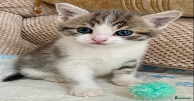 Mixed Breed cats - Advert 6