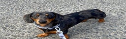 Miniature Dachshund dogs for stud: KC REG SILVER DAPPLE & TAN STUD CARRYING CREAM in Irvine - Advert 12