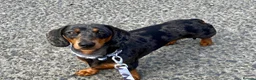 Miniature Dachshund dogs for stud: KC REG SILVER DAPPLE & TAN STUD CARRYING CREAM in Irvine - Advert 12