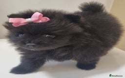 Pomeranian dogs for sale: Beautiful litter xxsmall teddy bear poms  - Image 22