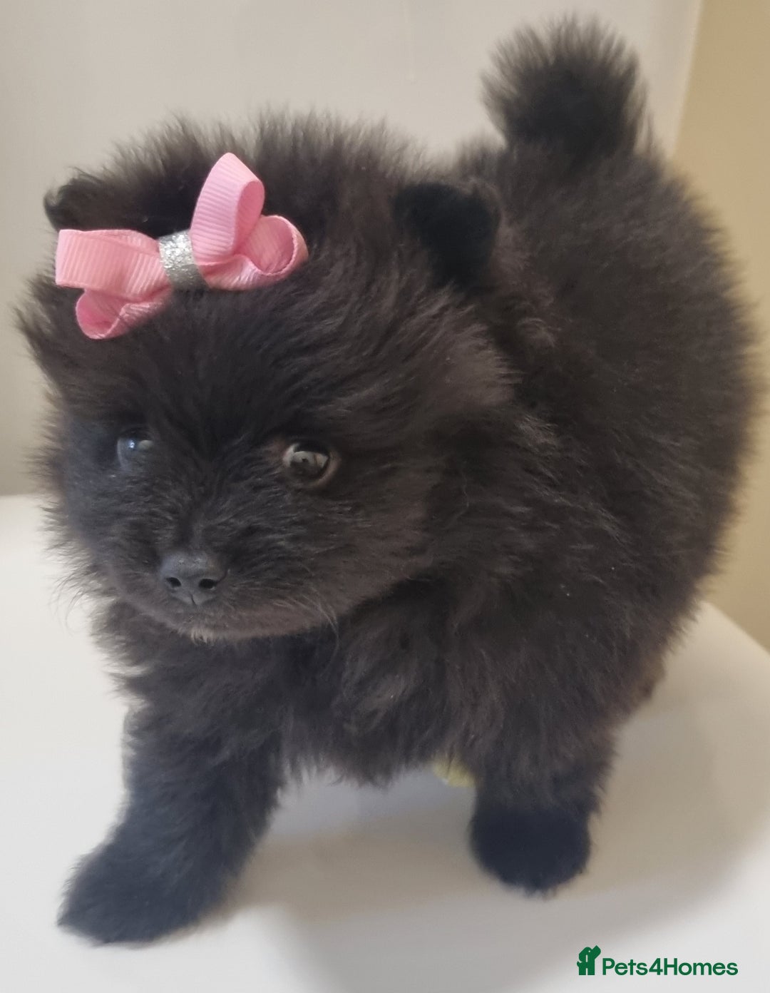 Pomeranian dogs for sale: Beautiful litter xxsmall teddy bear poms  - Image 22