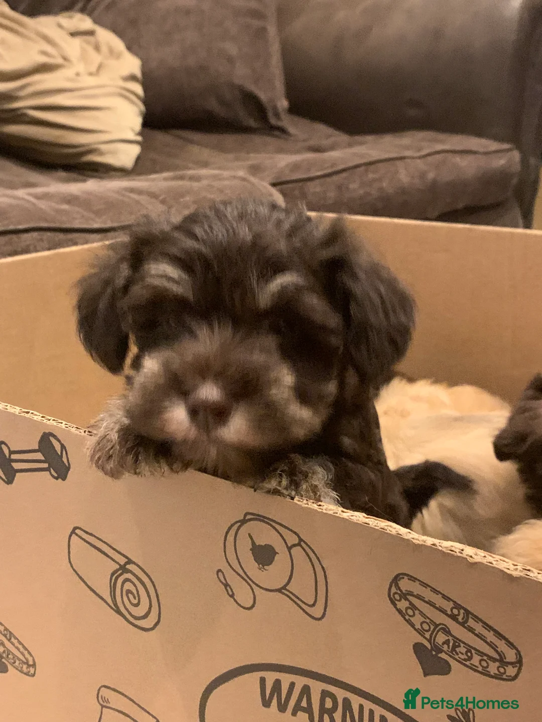 Miniature Schnauzer dogs for sale: Stunning Rare Parti-colour Miniature Schnauzer’s - Advert 14