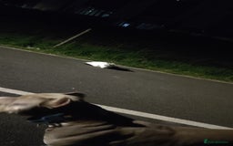 Mixed Breed dogs for sale: Caine corso/ American bully 10 weeks - Advert 38