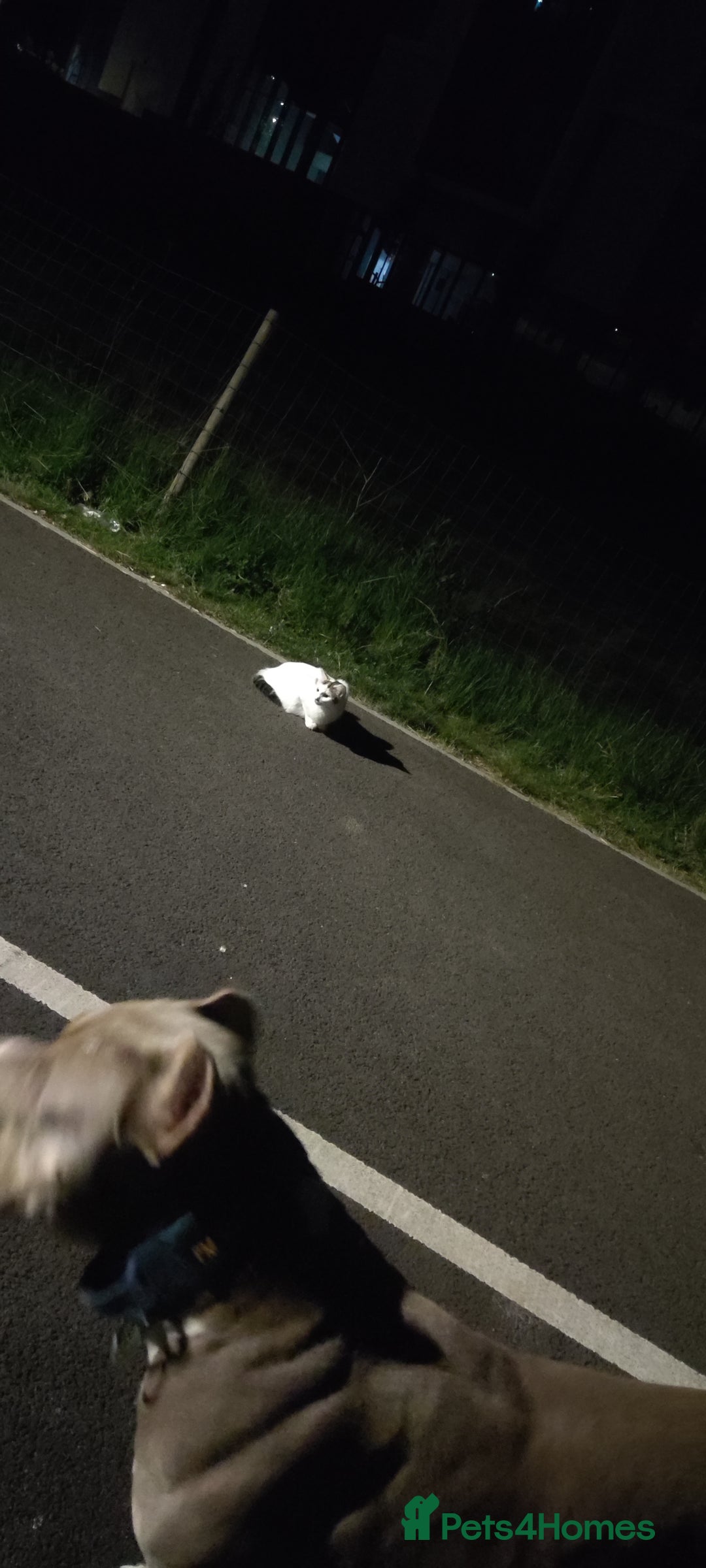 Mixed Breed dogs for sale: Caine corso/ American bully 10 weeks - Advert 38