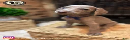 Weimaraner dogs for sale: 🐾KC Registered Blue & Silver Weimaraner Puppies🐾 - Advert 20