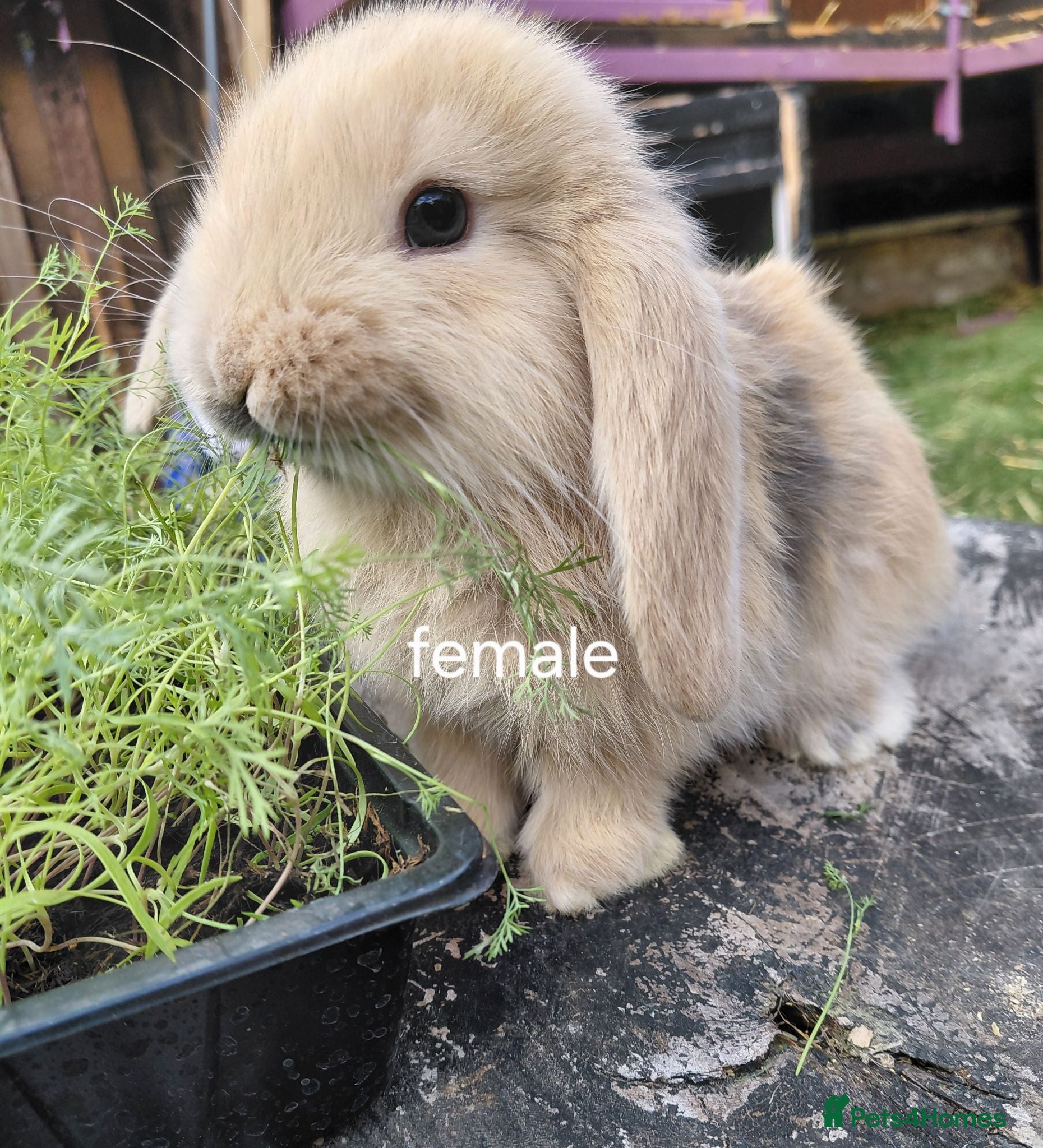 French Lop rabbits Vaccinated french lop babies  - Advert 1