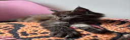 Maine Coon cats for sale: 🖤Stunning Black Smoke Maine Coon Girls - Advert 21
