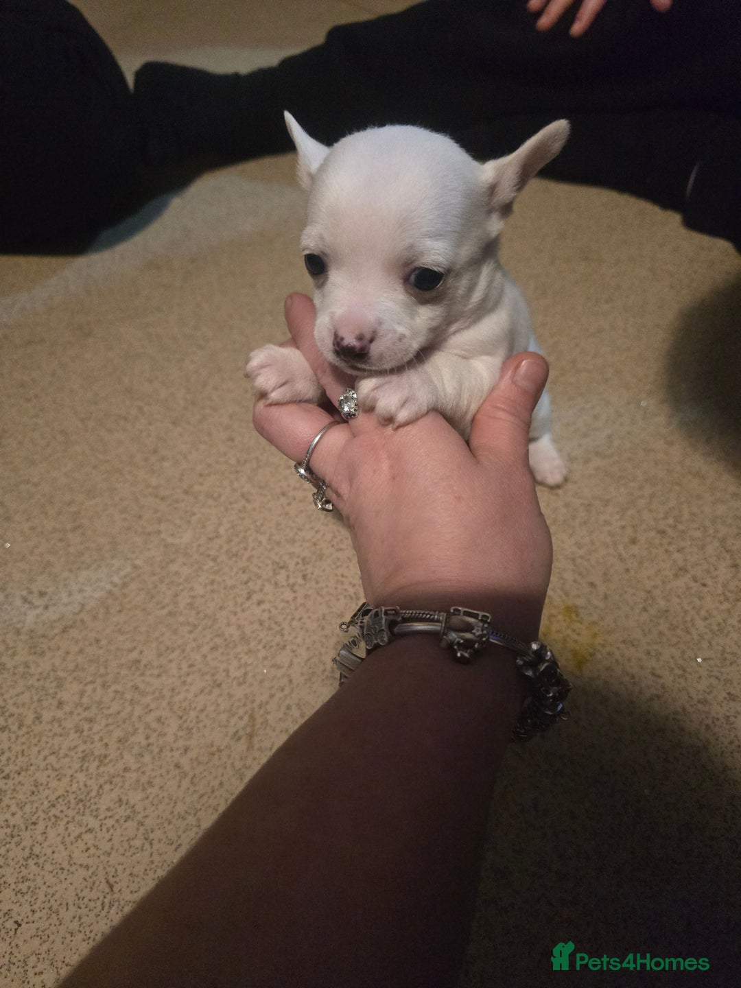 Chihuahua dogs for sale: Chihuahua puppies for sale  - Advert 5