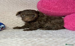 Toy Poodle dogs for sale: Tiny toy poodle puppies  - Image 13