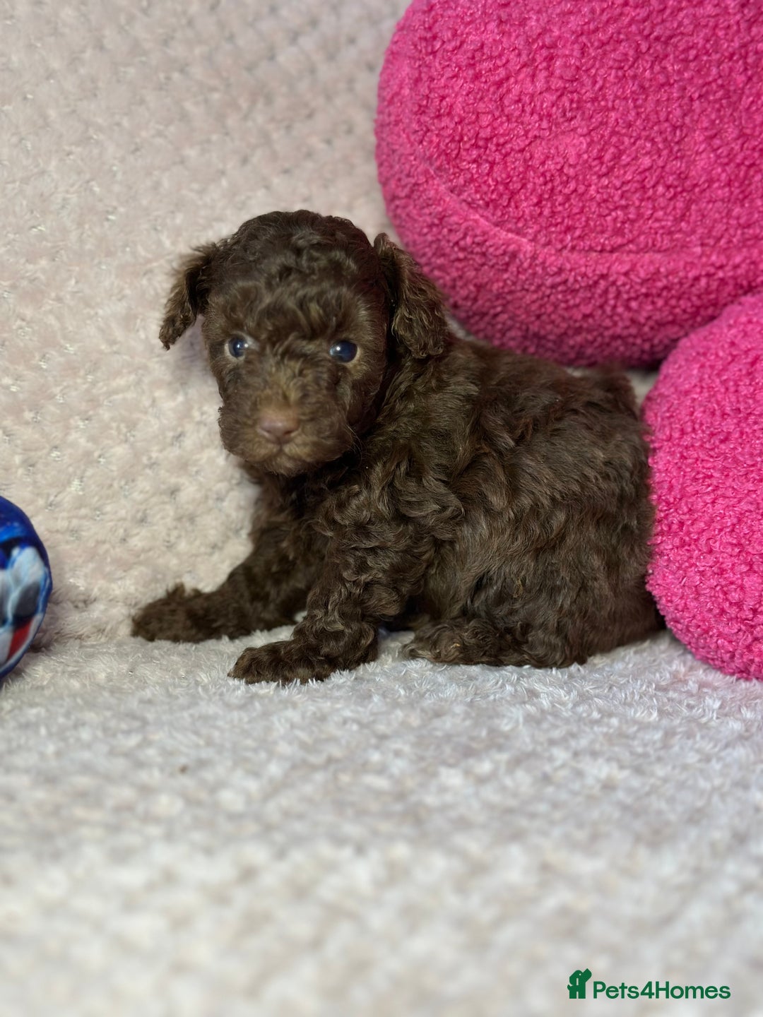Toy Poodle dogs for sale: Tiny toy poodle puppies  - Image 13