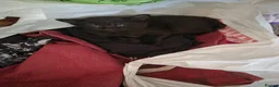 British Shorthair cats for sale: Three female kittens - Advert 9