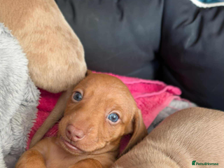 Miniature Dachshund dogs Ready to leave 24th Nov 4 beautiful boys PRA clear - Advert 11