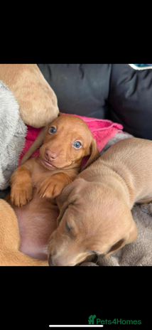 Miniature Dachshund dogs - Advert 7