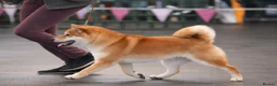 Japanese Shiba Inu dogs for sale: Male Shiba Inu 15 mths old - Advert 3