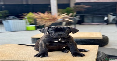 Mixed Breed dogs - Advert 9