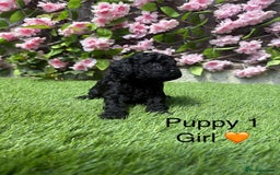 Cavapoo dogs for sale: REDUCED! 1 gorgeous little boy left and ready! in Grays - Image 6