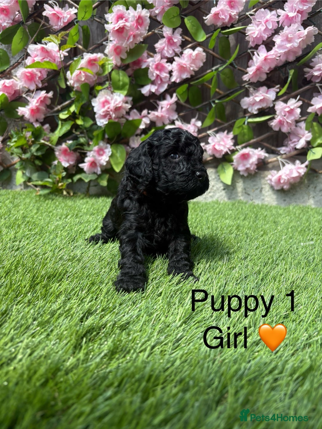 Cavapoo dogs for sale: REDUCED! 1 gorgeous little boy left and ready! in Grays - Image 6