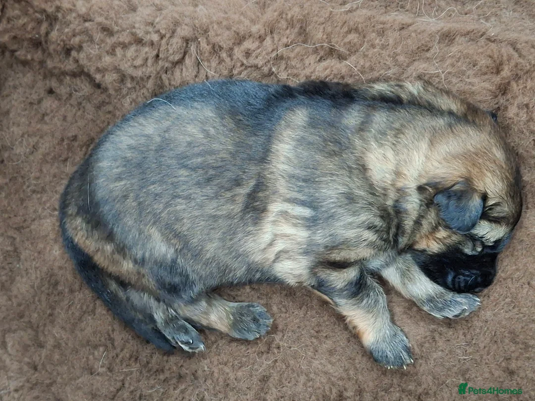 German Shepherd dogs for sale: Kennel club registered straight back GSD - Advert 7