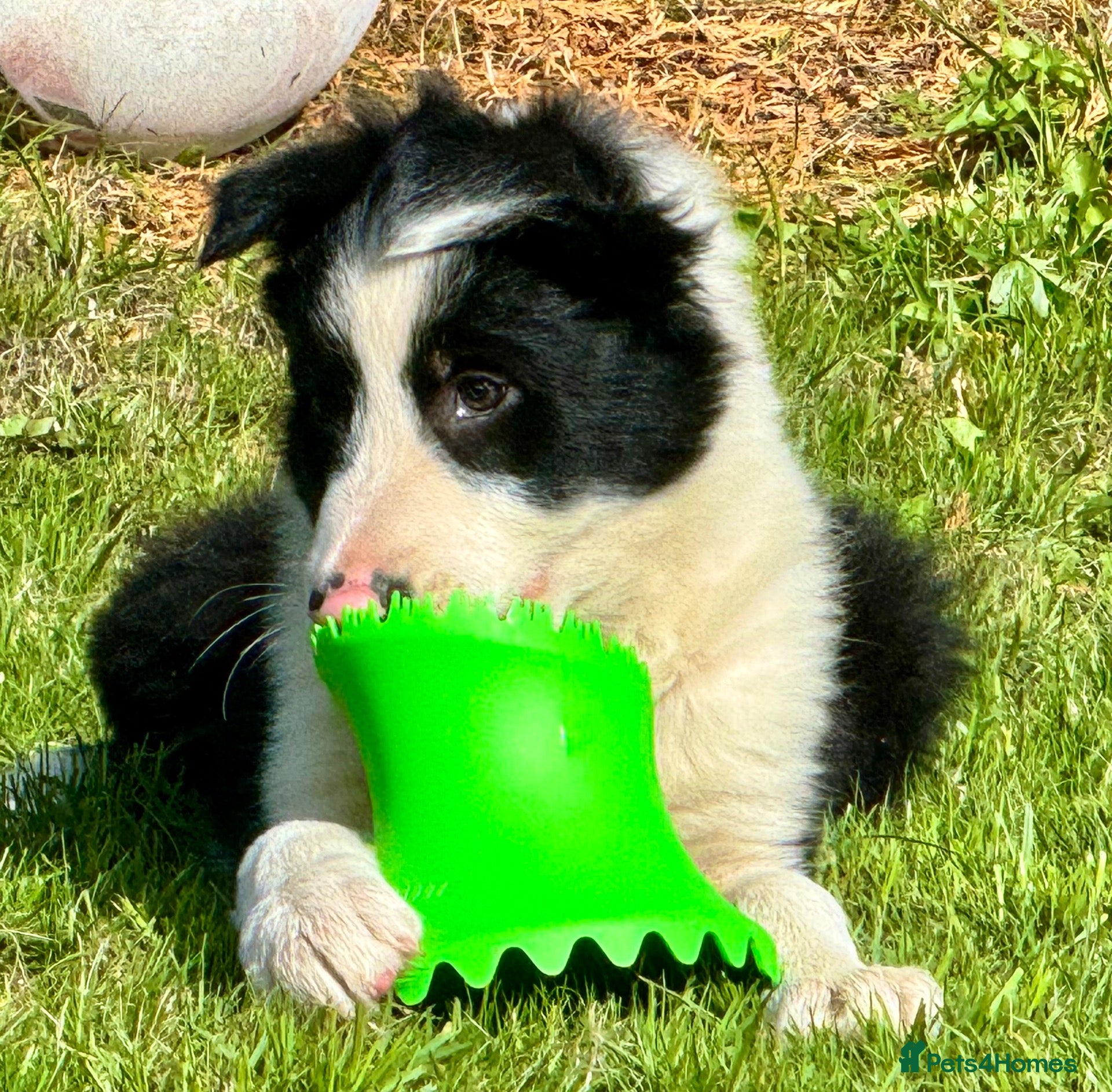 Border Collie dogs Gorgeous Male Collie Pup! Ready Now!  - Advert 2