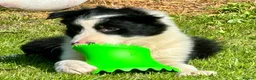Border Collie dogs for sale: Gorgeous Male Collie Pup! Ready Now!  - Advert 1
