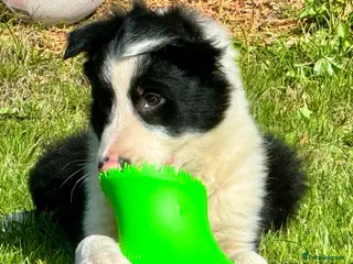 Border Collie dogs Gorgeous Male Collie Pup! Ready Now! - Advert 2