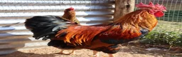 Mixed Breed birds for sale: Chicks,duck,quails - real animala-fertilised eggs, - Advert 25