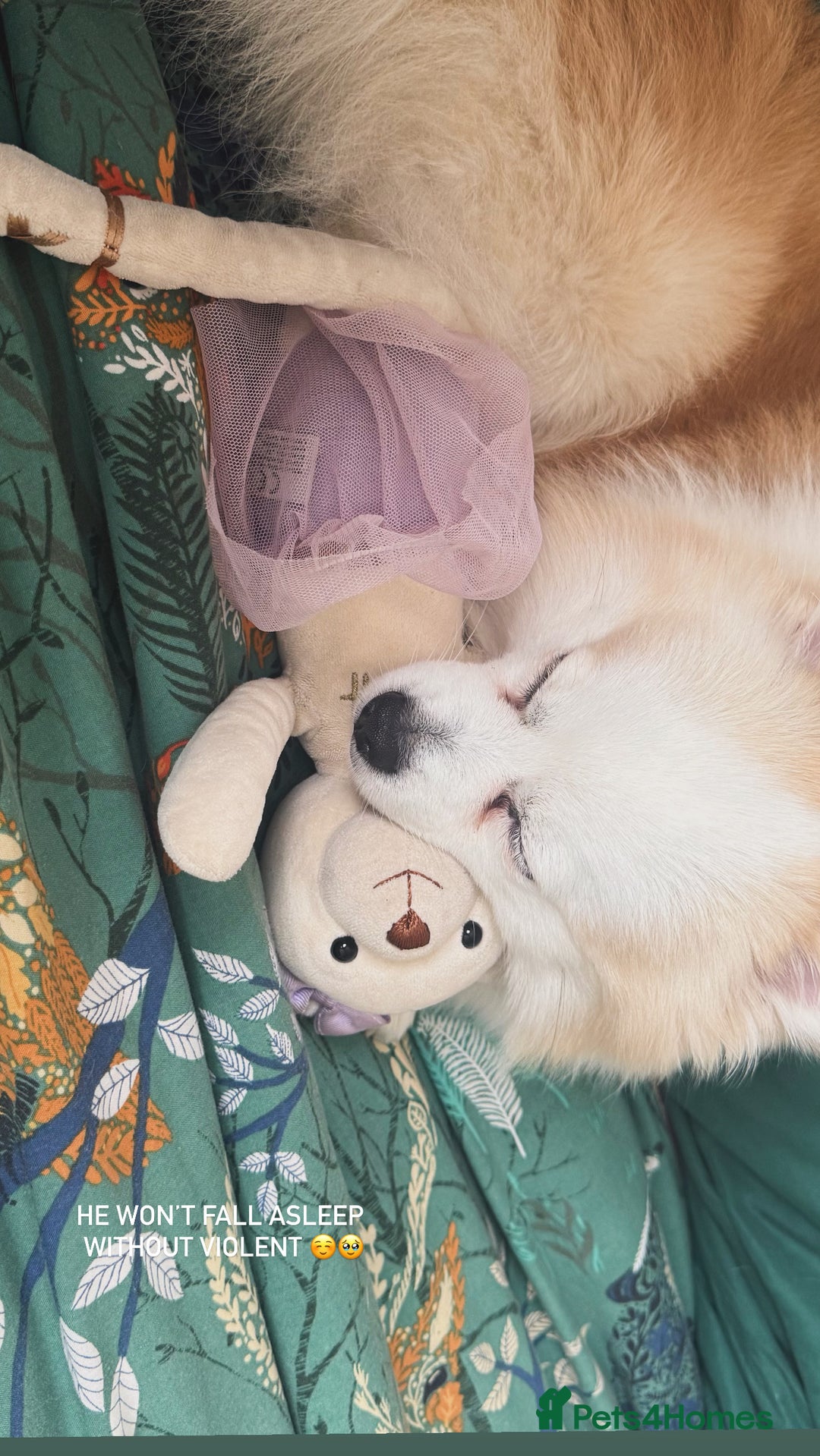 Pomeranian dogs for stud: PomeranianMale for Stud Healthy,Friendly&Ready Now - Advert 1