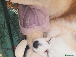 Pomeranian dogs PomeranianMale for Stud Healthy,Friendly&Ready Now - Advert 1