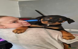 Rottweiler dogs for sale: 🐾 Adorable Rottweiler Puppies for sale 🐾 - Image 4