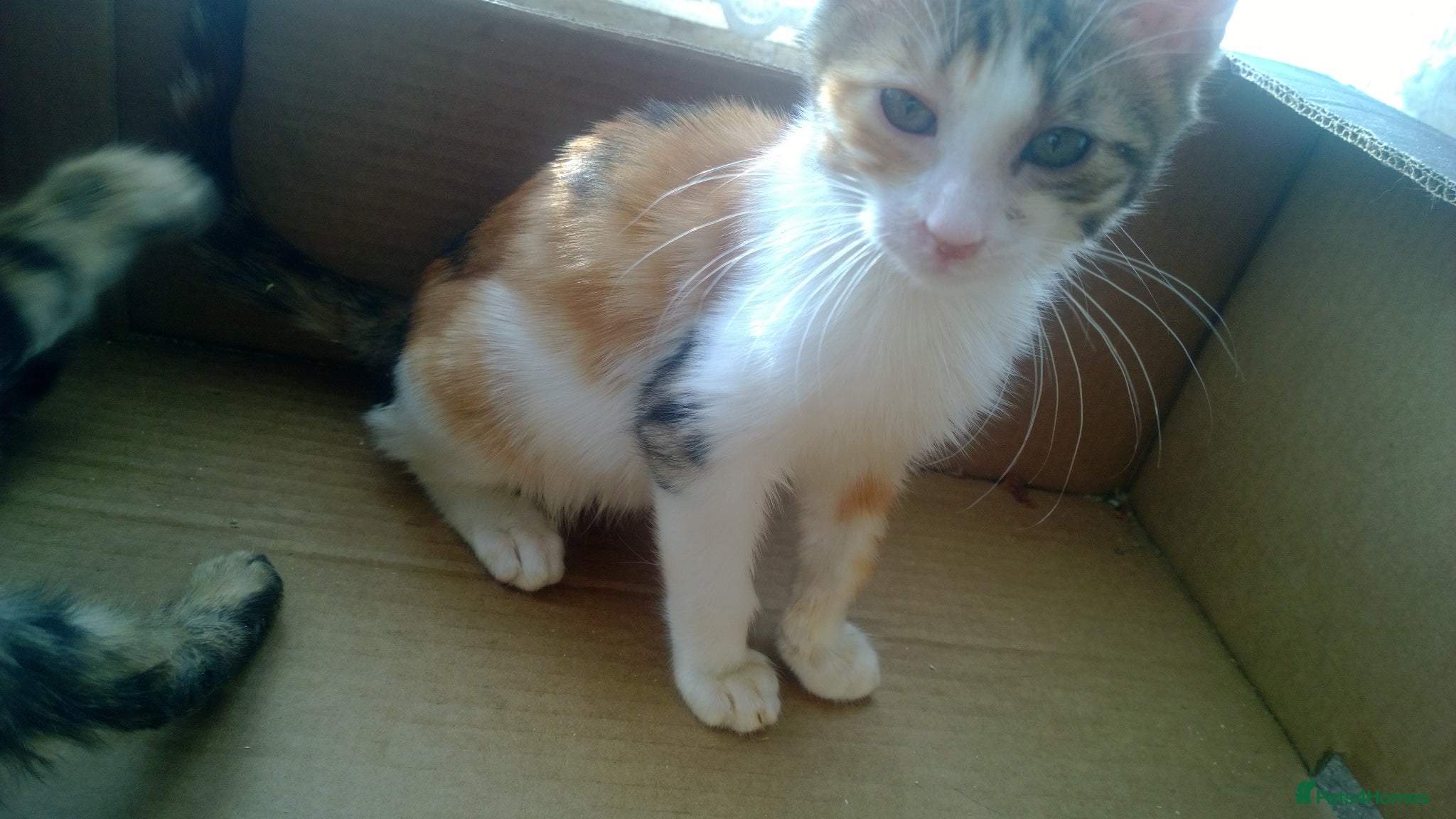 Mixed Breed cats Beautiful Part TICA Bengal Kittens  - Advert 2