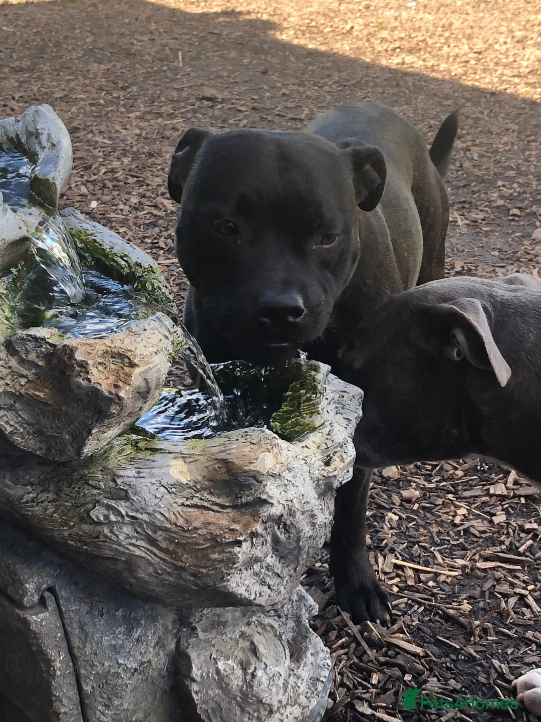 Staffordshire Bull Terrier dogs for sale: Six stunning Staffordshire bull terrier pups  - Image 9