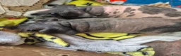 Guinea Pig rodents for sale: Baby Female Skinny Pigs For Sale  - Advert 11