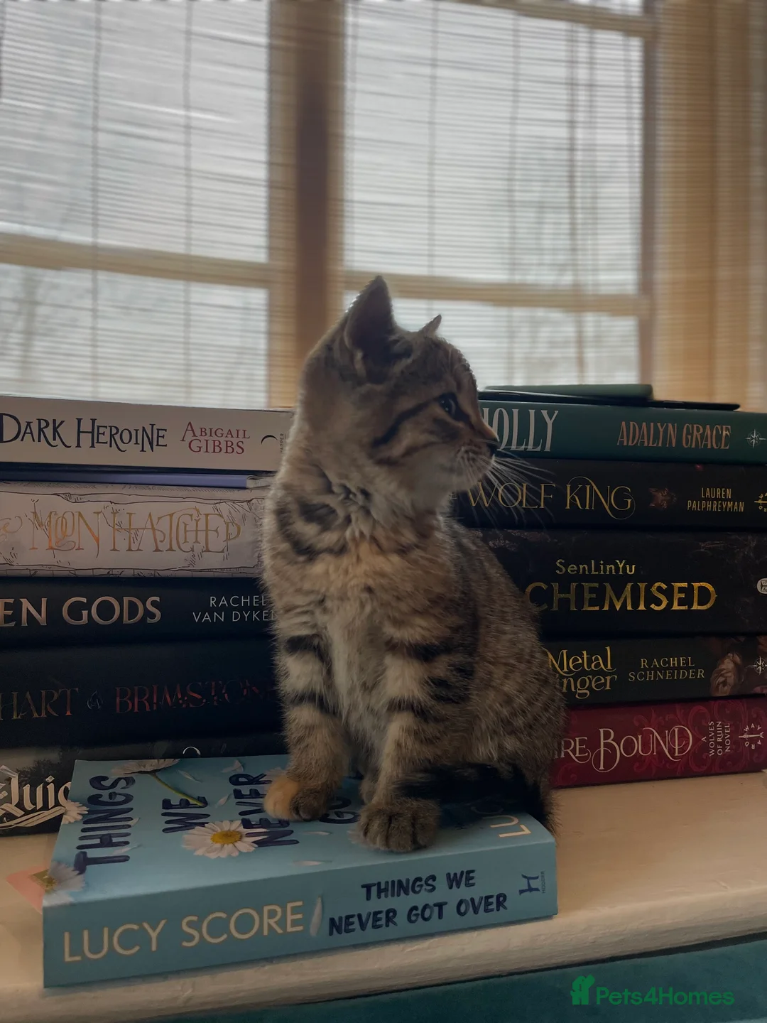 Domestic Shorthair cats for sale: Tabby girl  - Advert 4