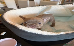 French Bulldog dogs for sale: Adorable French Bulldog Puppies for Sale 🐾 - Advert 25