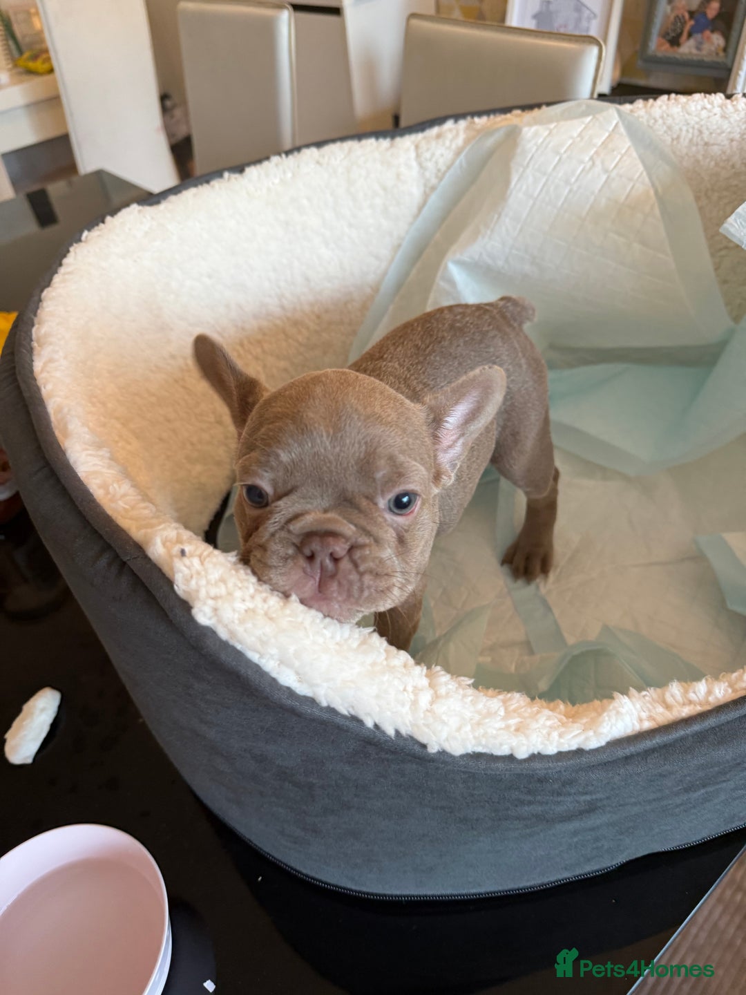 French Bulldog dogs for sale: Adorable French Bulldog Puppies for Sale 🐾 - Advert 25
