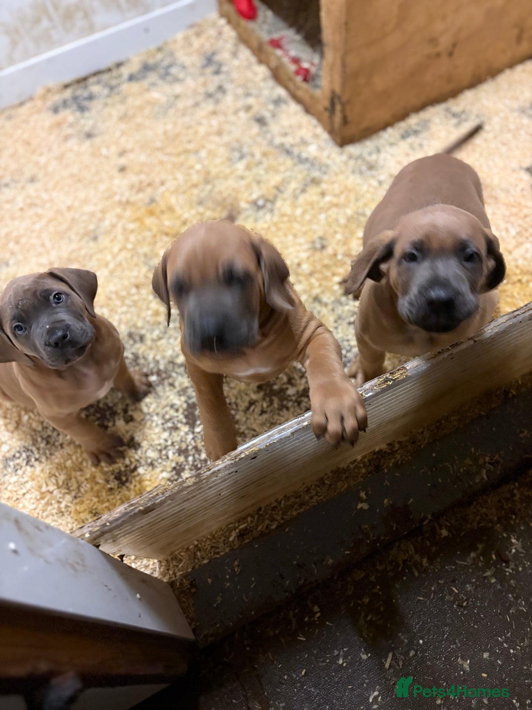 Boerboel dogs for sale: QUALITY NABBR REGISTERED PUPS!  - Advert 27