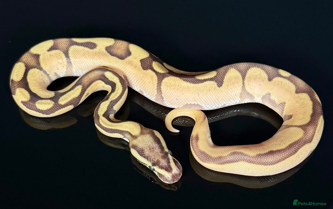 Python Snake reptiles for sale: Royal pythons/ball pythons  - Image 22