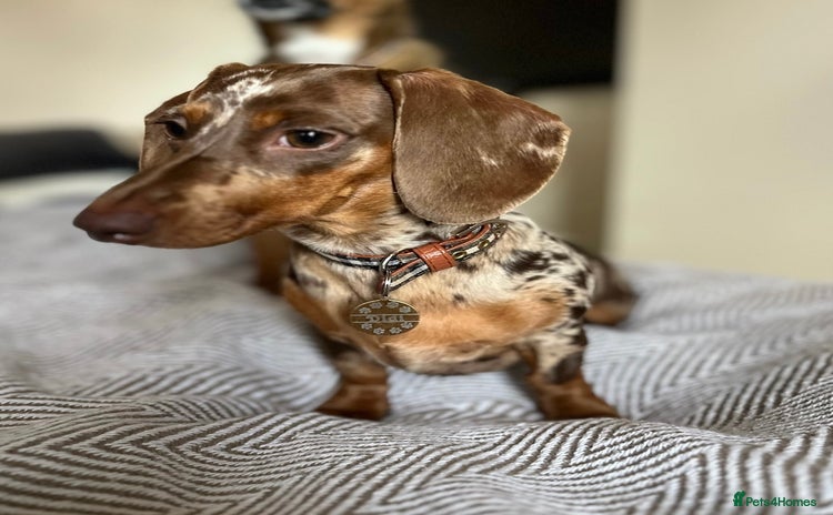 Miniature Dachshund dogs Looking for a Chocolate Male Stud (No Merle Gene) - Advert 12