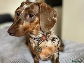 Miniature Dachshund dogs Looking for a Chocolate Male Stud (No Merle Gene) - Advert 17