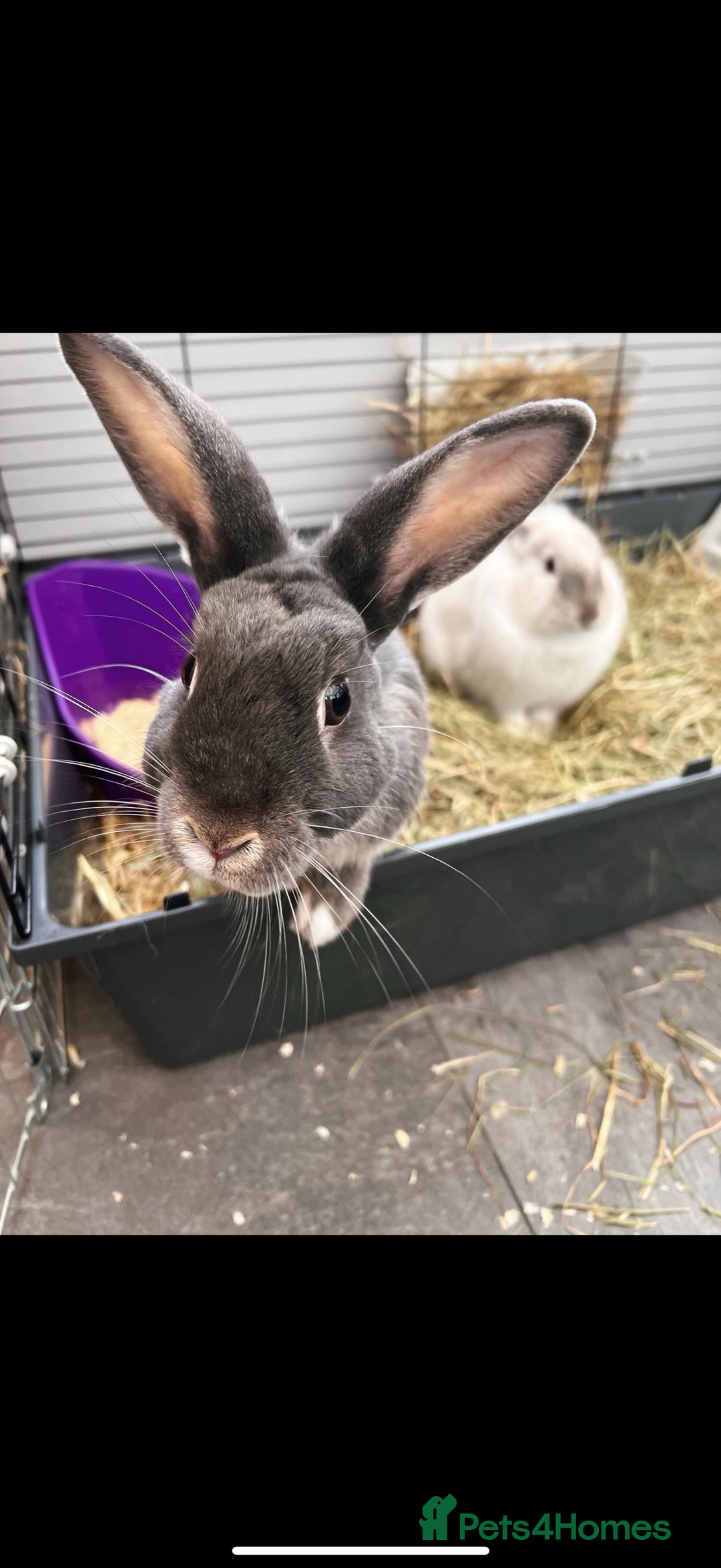 Mixed Breed rabbits for sale: Neutered male Rabbit  - Advert 1