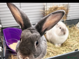 Mixed Breed rabbits Neutered male Rabbit - Advert 12