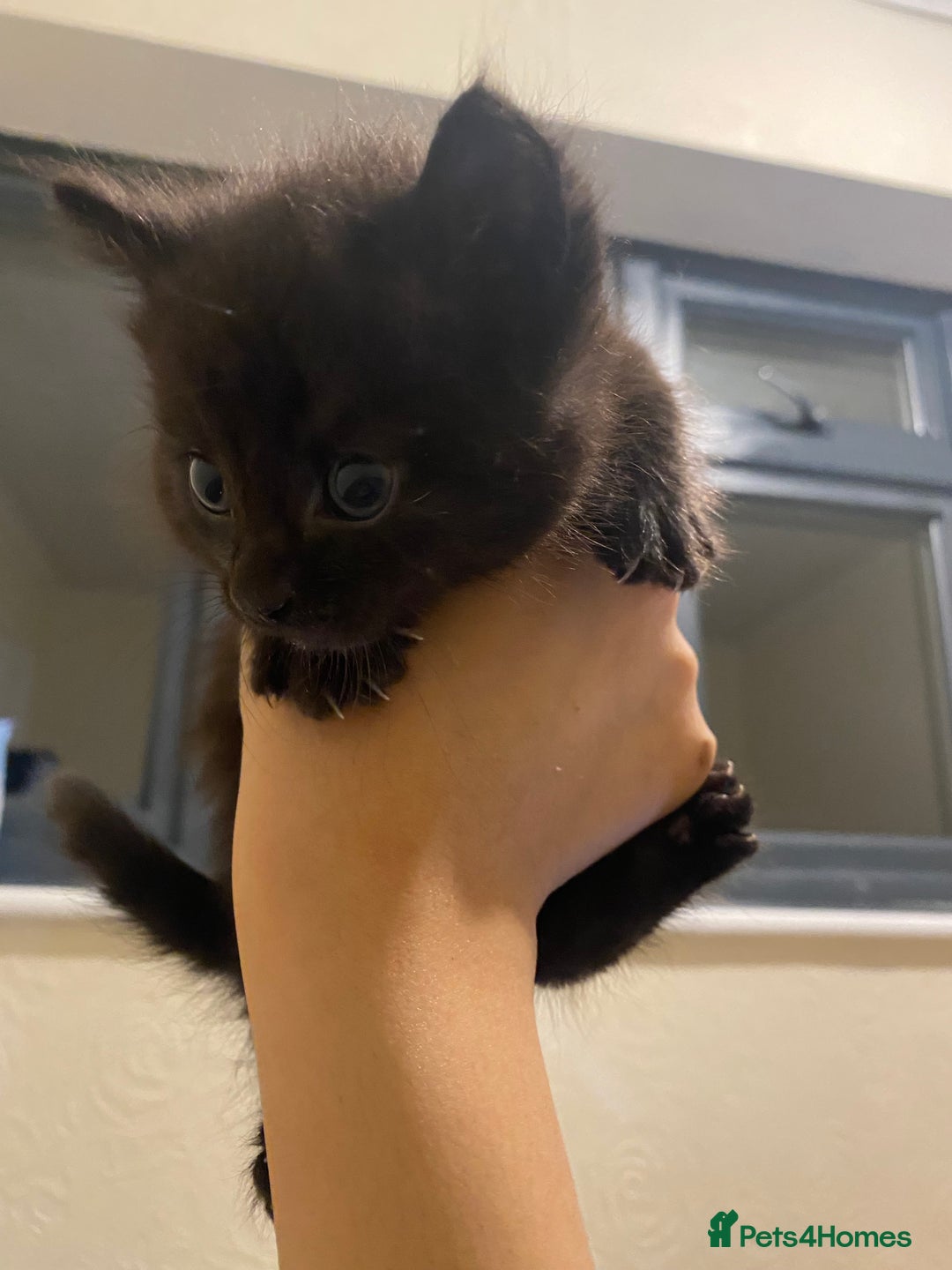 Mixed Breed cats for sale: Adorable kittens for sale - Image 7