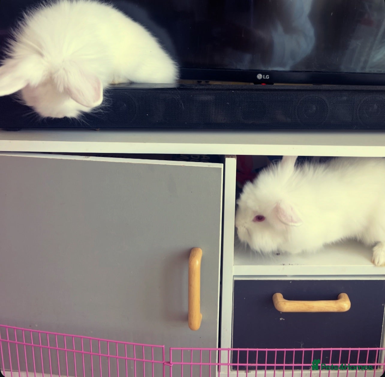 Lionhead rabbits 2 white lionheads  - Advert 5