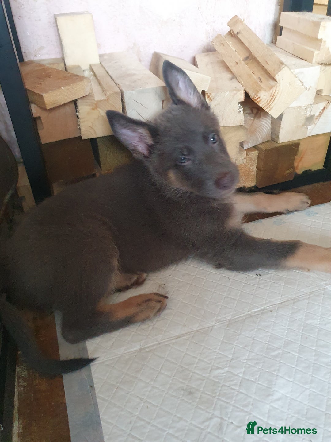 German Shepherd dogs for sale: 10 German Shepherd puppies for sale - Image 15